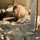 すえなが（サービス提供責任者）