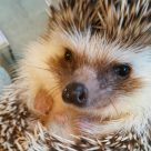 きたむら（介護スタッフ）