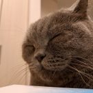 ふなっしー（ケアマネ）